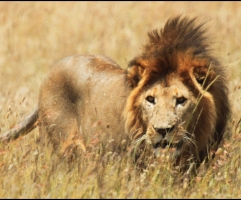 Zambia vuelve a autorizar la caza de leones y leopardos
